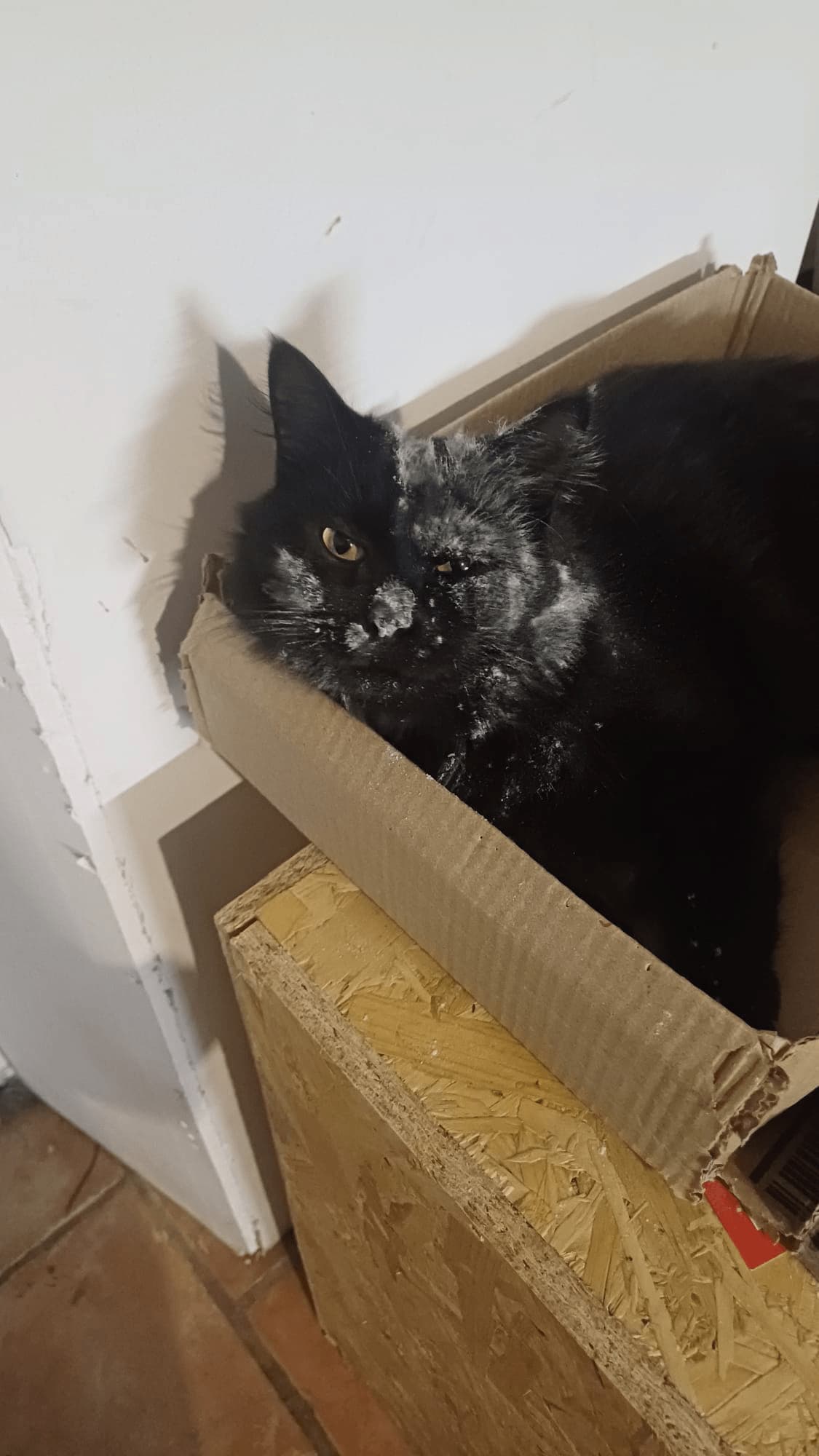  chat
